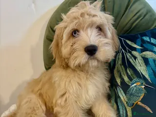 Cavapoo dogs ***** STAR, FULLY VACCINATED Cavapoo F1b - Advert 2