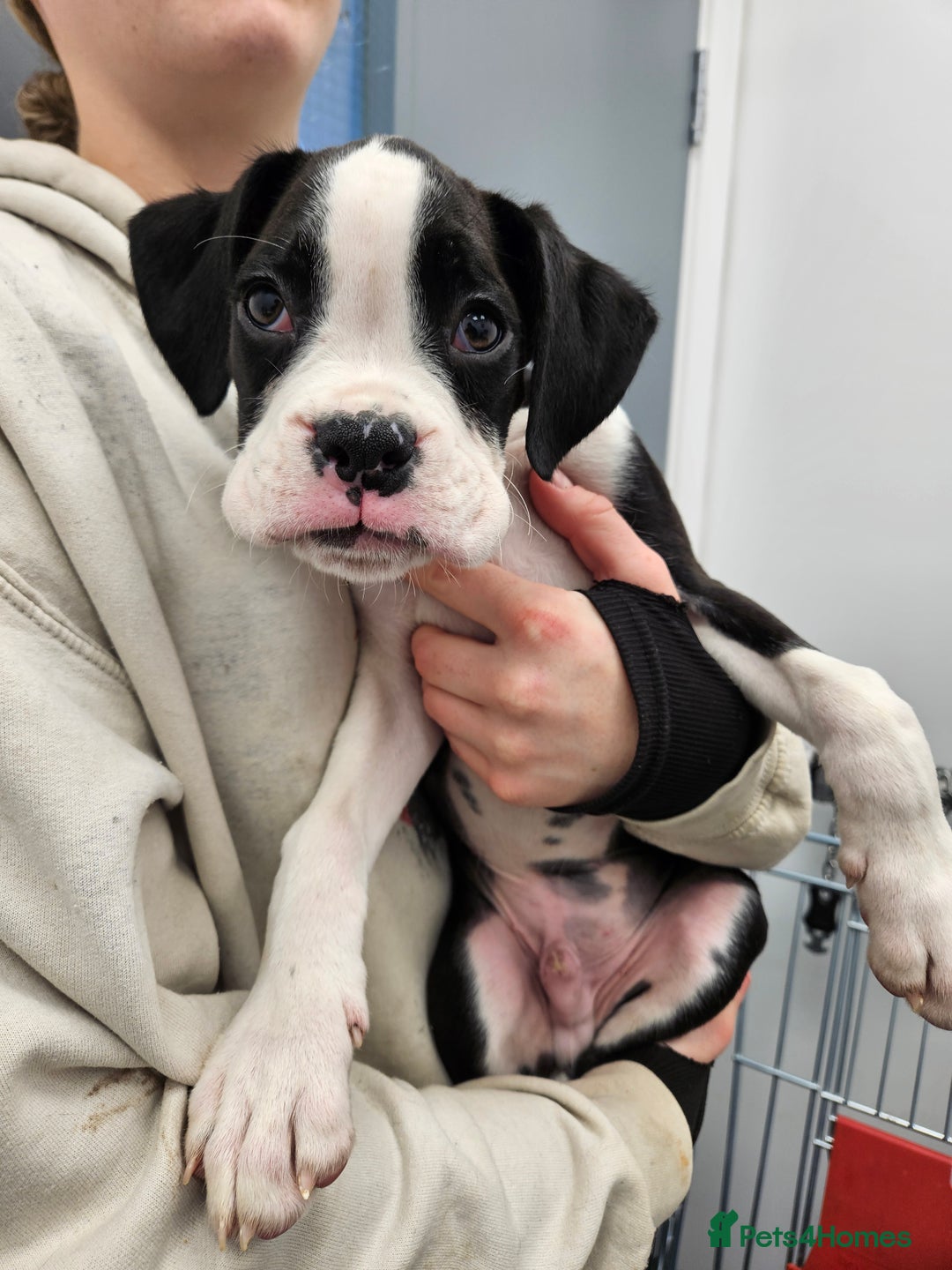 Boxer dogs for sale: READY NOW Kc reg sealed brindle fully vac  - Image 13