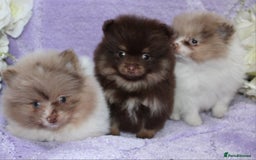 Pomeranian dogs for sale: PARTI MERLE QUALITY KC POMERANIANS - Image 28
