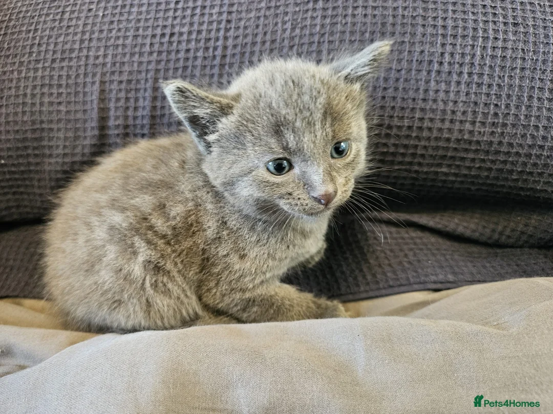 Russian Blue cats for sale: Pure Bred Russian Blue Kittens - Advert 8