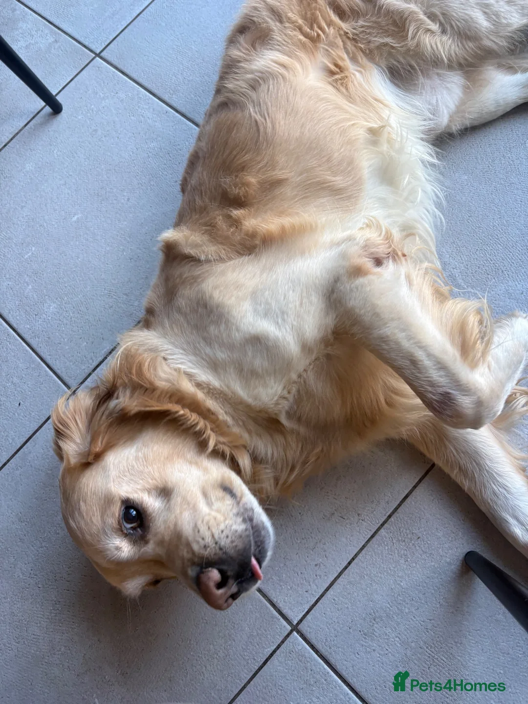 Labrador Retriever dogs for stud: Stud ready absolutely amazing dog in Burton-on-Trent - Advert 2