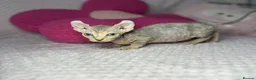 Sphynx cats for sale: Canadian bambino Sphynx kittens  - Advert 16