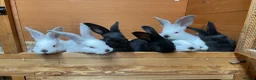 Mixed Breed rabbits for sale: Continental giant x Transylvanian giant in Aberdare - Advert 1
