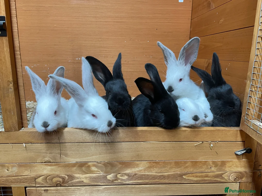 Mixed Breed rabbits for sale: Continental giant x Transylvanian giant in Aberdare - Advert 1