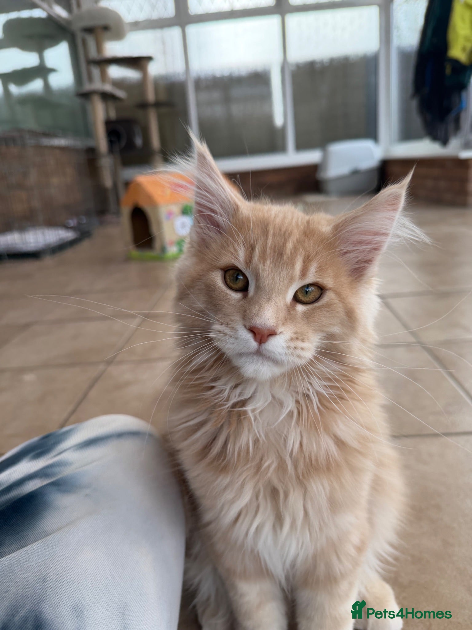 Maine Coon cats Pedigree TICA Mainecoons with champion dad  - Advert 1