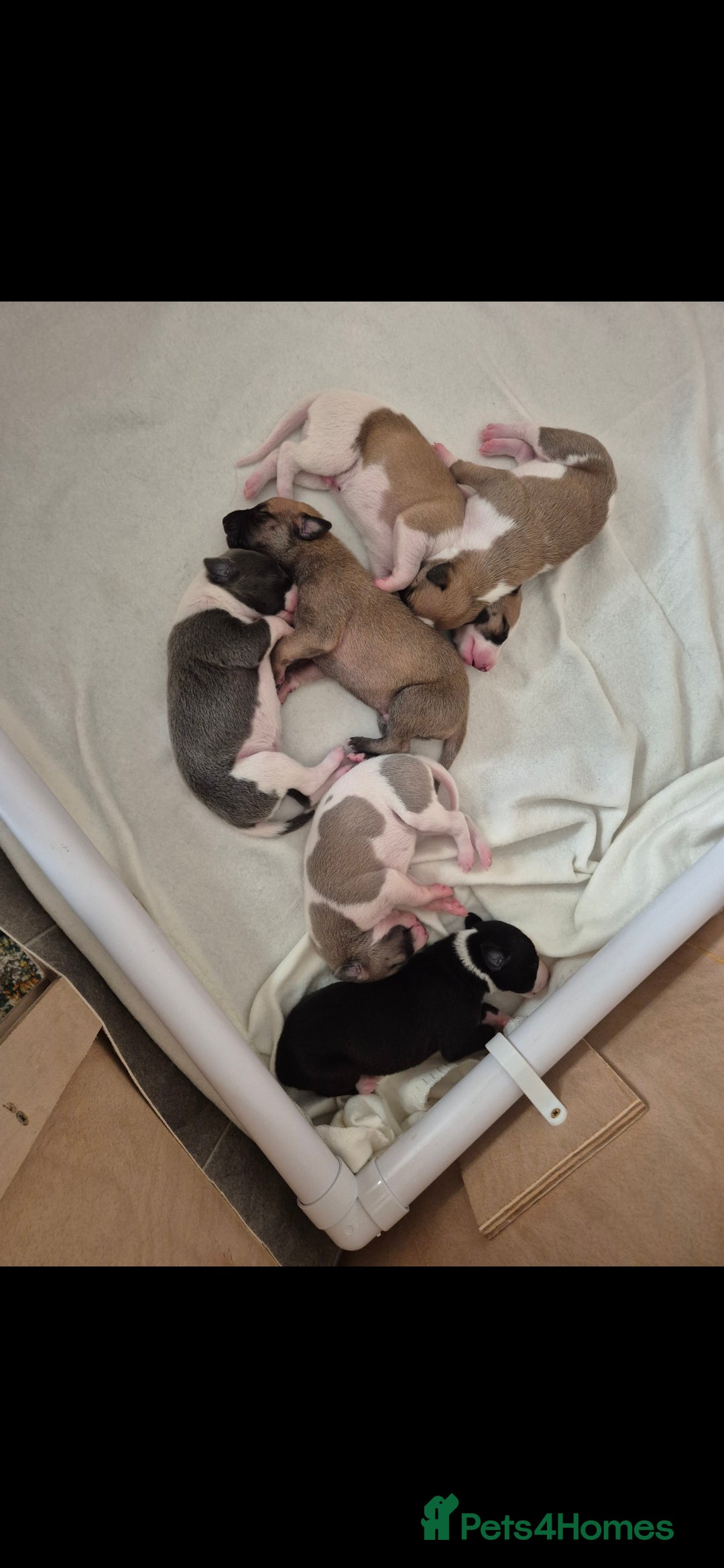 Whippet dogs for sale: 3 stunning KC registered males  - Image 7