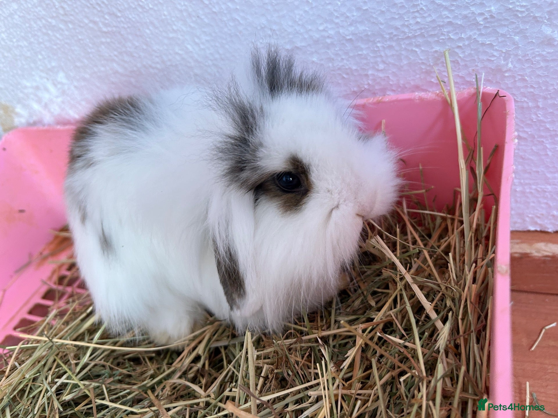 Mini Lion Lop rabbits for sale: Adorable lion lops ready for there forever home! - Advert 1