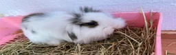 Mini Lion Lop rabbits for sale: Adorable lion lops ready for there forever home! - Advert 1
