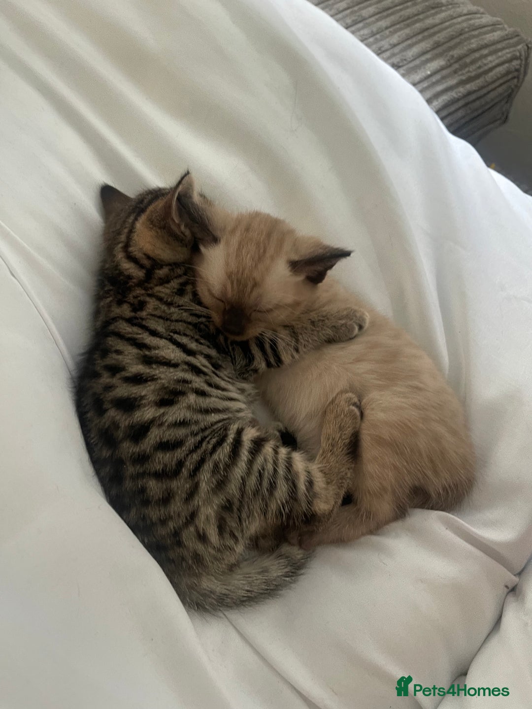 Bengal cats for sale: Male bengal kitten  - Image 4