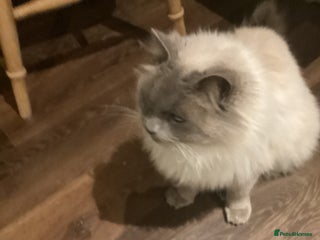 Ragdoll cats Male ragdoll - Advert 1