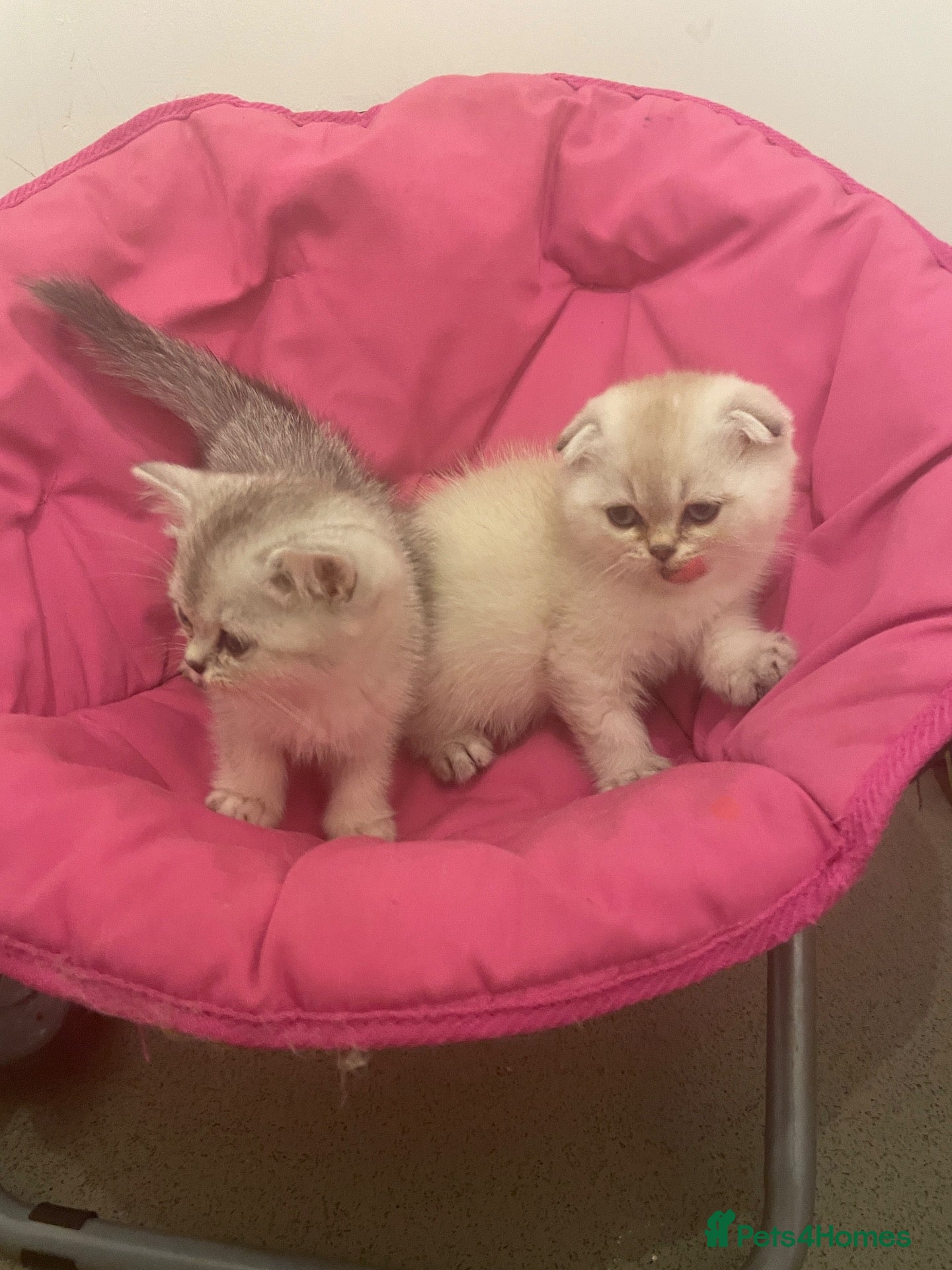 Scottish Fold cats Adorable Scottish Fold Kittens for Sale  - Advert 1