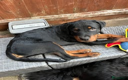 Rottweiler dogs for sale: Beautiful Rottweiler male  - Image 6