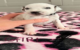 Dalmatian dogs for sale: Stunning KC Reg Dalmatian puppies  in Bristol - Image 33