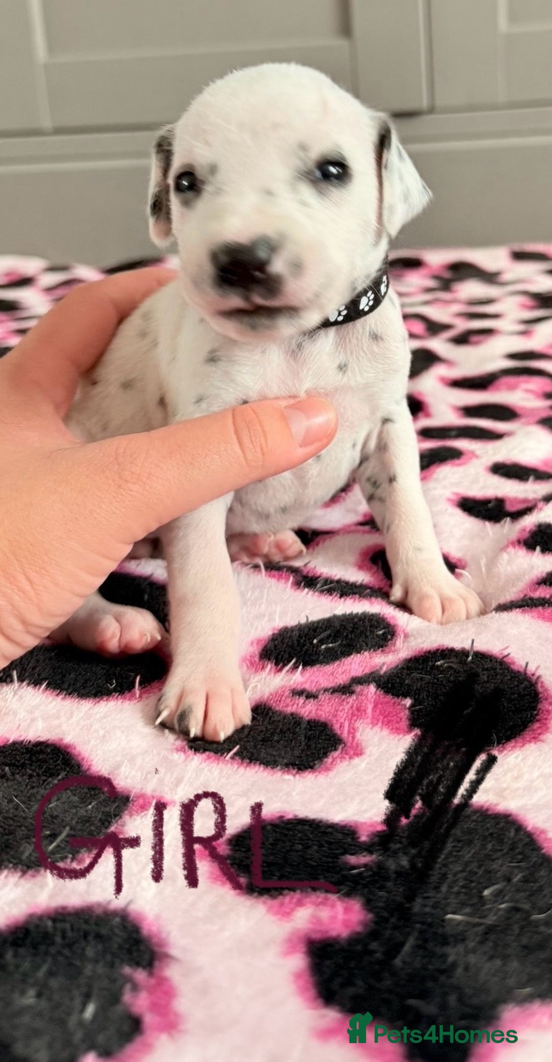 Dalmatian dogs for sale: Stunning KC Reg Dalmatian puppies  in Bristol - Image 33