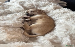 Mixed Breed dogs for sale: Adorable chihuahua cross shih tzu puppy male - Image 4