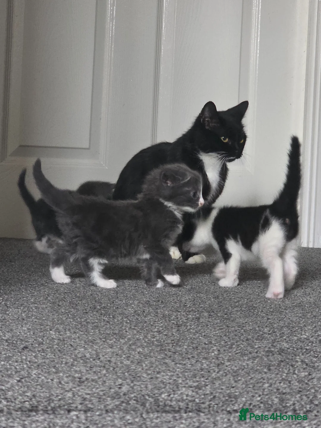 Mixed Breed cats for sale: Mixed kittens  - Advert 2