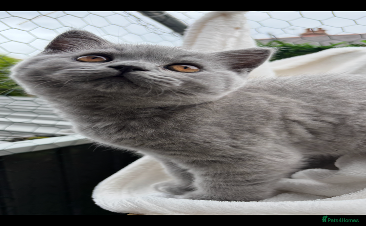 British Shorthair cats - Advert 14