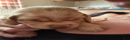 Mixed Breed dogs for sale: Beautiful working line and family pups  - Advert 2