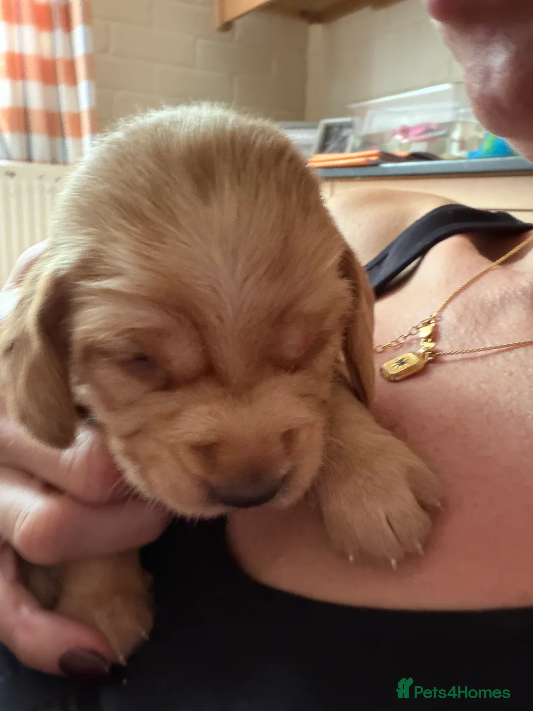 Mixed Breed dogs for sale: Beautiful working line and family pups  - Advert 2