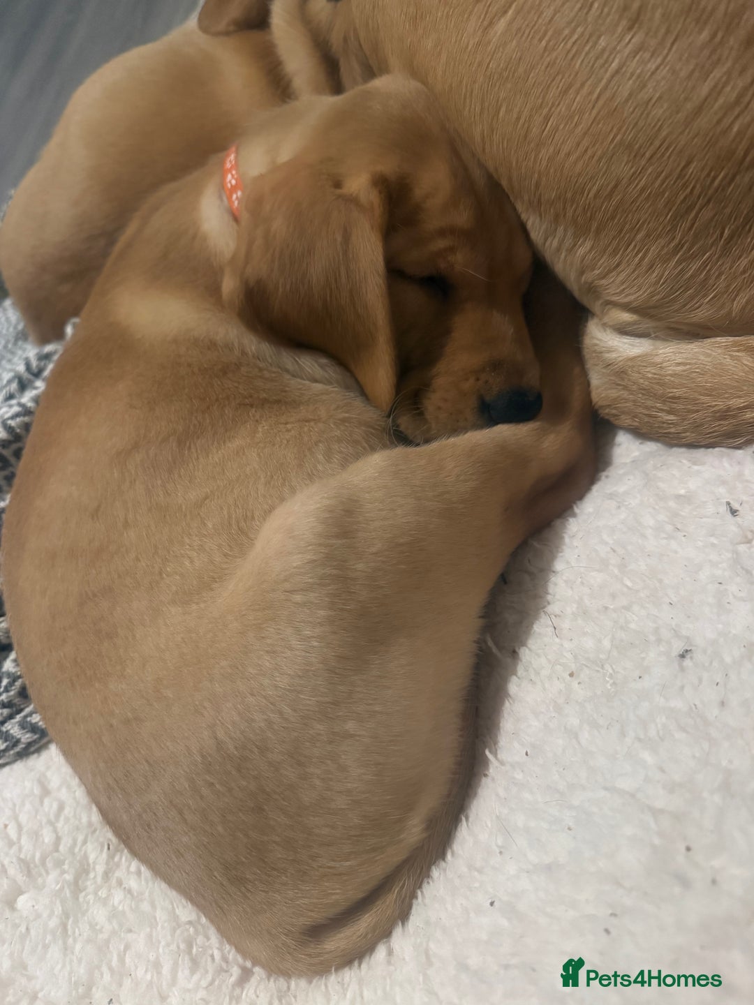 Labrador Retriever dogs for sale: Labradors ready to leave now!! - Advert 7