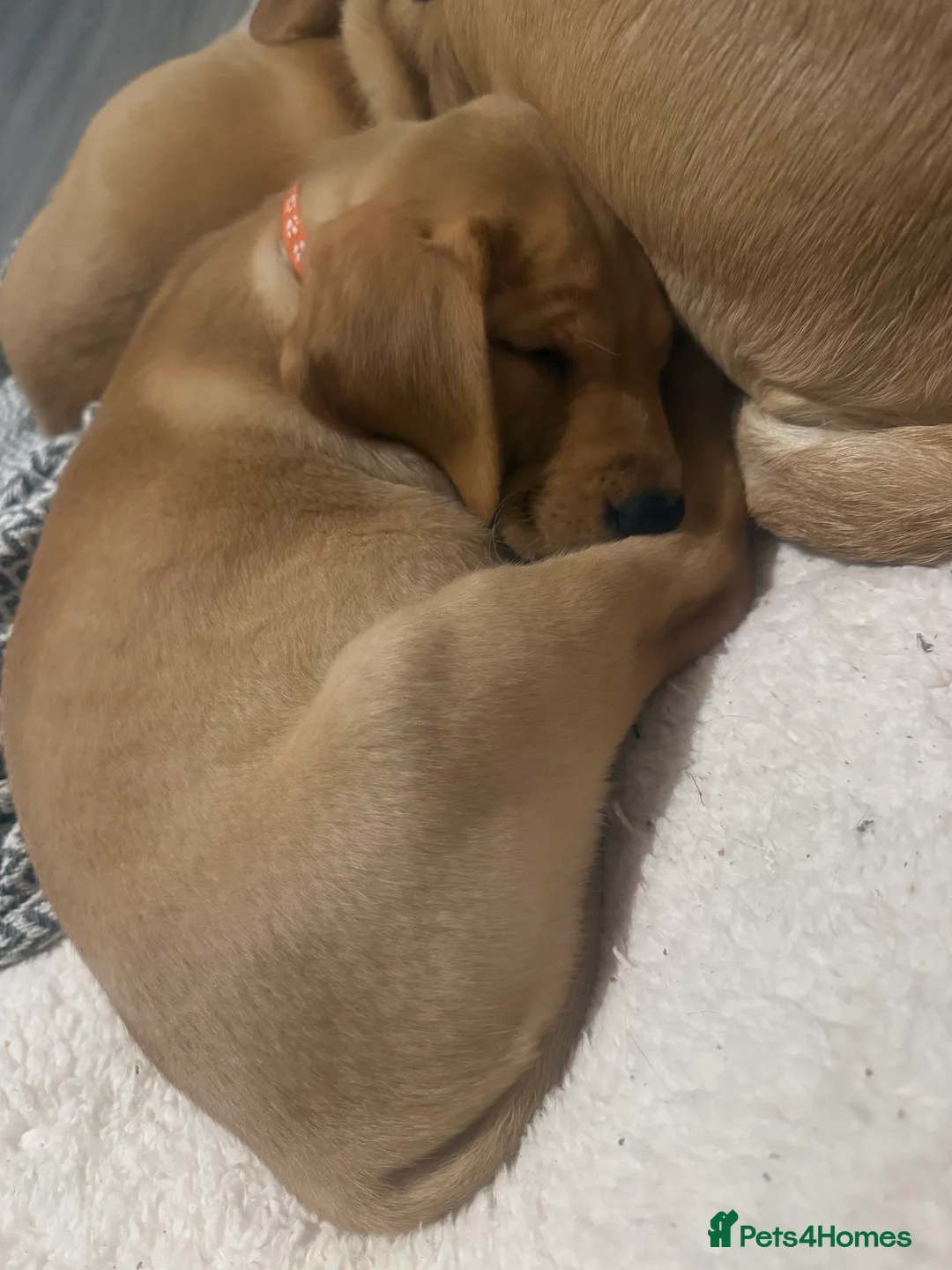 Labrador Retriever dogs for sale: Labradors ready to leave now!! - Advert 7