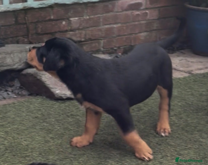 Mixed Breed dogs Central Asian Shepard x Rottweiler Puppies - Advert 2