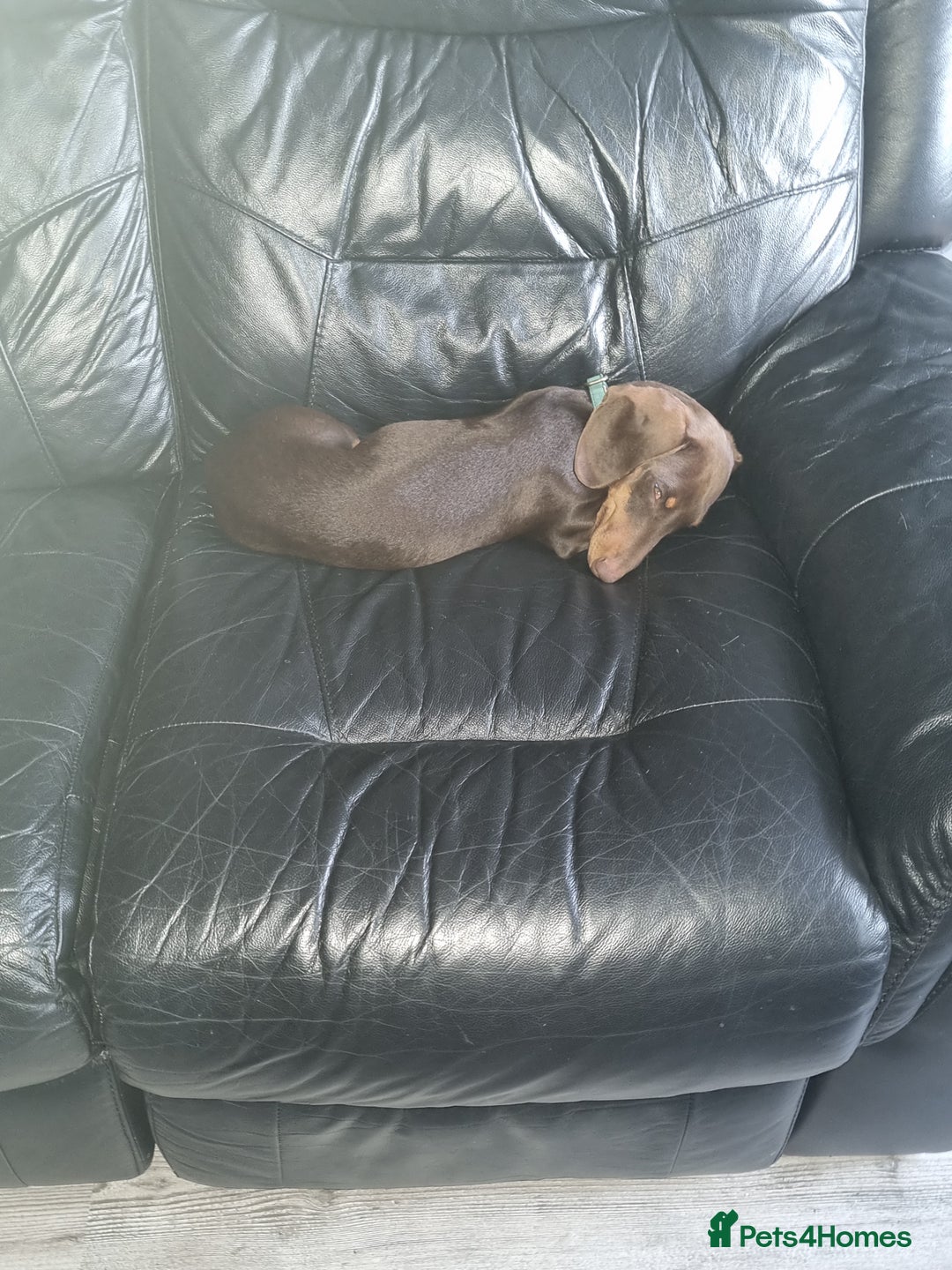 Miniature Dachshund dogs for stud: Proven Miniature Dashhound For Stud  - Advert 10