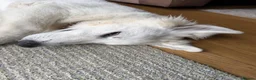 White Swiss Shepherd dogs for sale: White Swiss Shepherd  - Advert 3