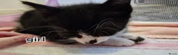 Mixed Breed cats for sale: 8 weeks old kittens ip3 (mum is half maine coon) - Advert 20