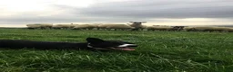 Border Collie dogs for sale: 7 Border Collie ISDS Registered Pups for Sale - Advert 9