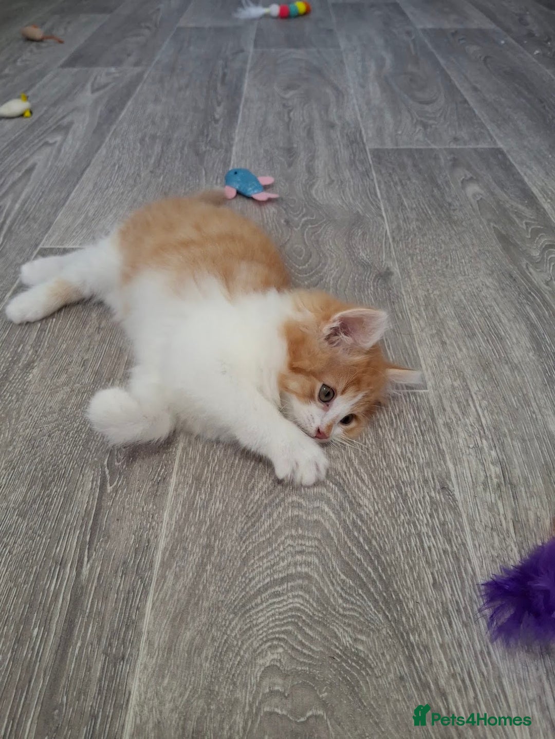 Maine Coon cats for sale: Beautiful Part Maine Coon/Ragdoll Long Haired Male - Advert 15