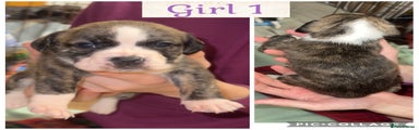 Girl Puppy 1