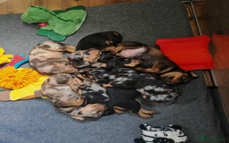 Dachshund dogs for sale: Minature dachshund puppies  - Image 1