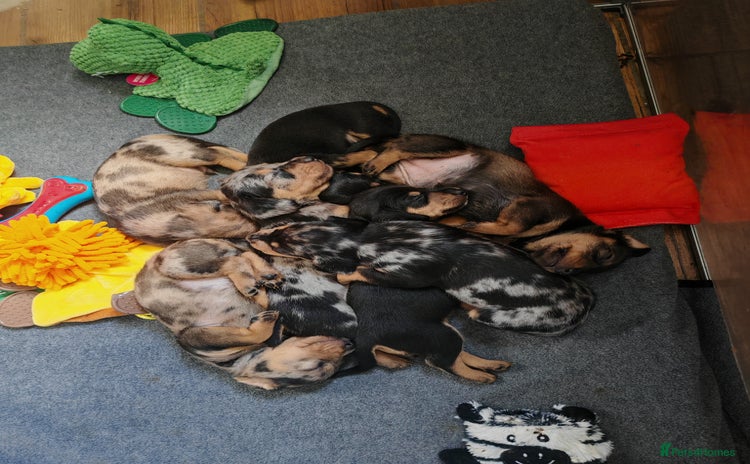 Dachshund dogs - Advert 5