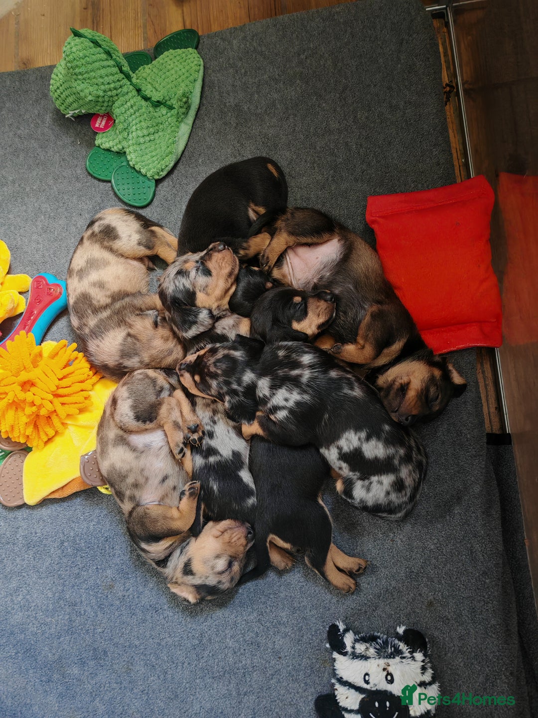 Dachshund dogs for sale: Minature dachshund puppies  - Image 1
