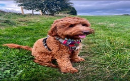 Mixed Breed dogs for sale: Mini Australian Golden Doodles  - Image 9