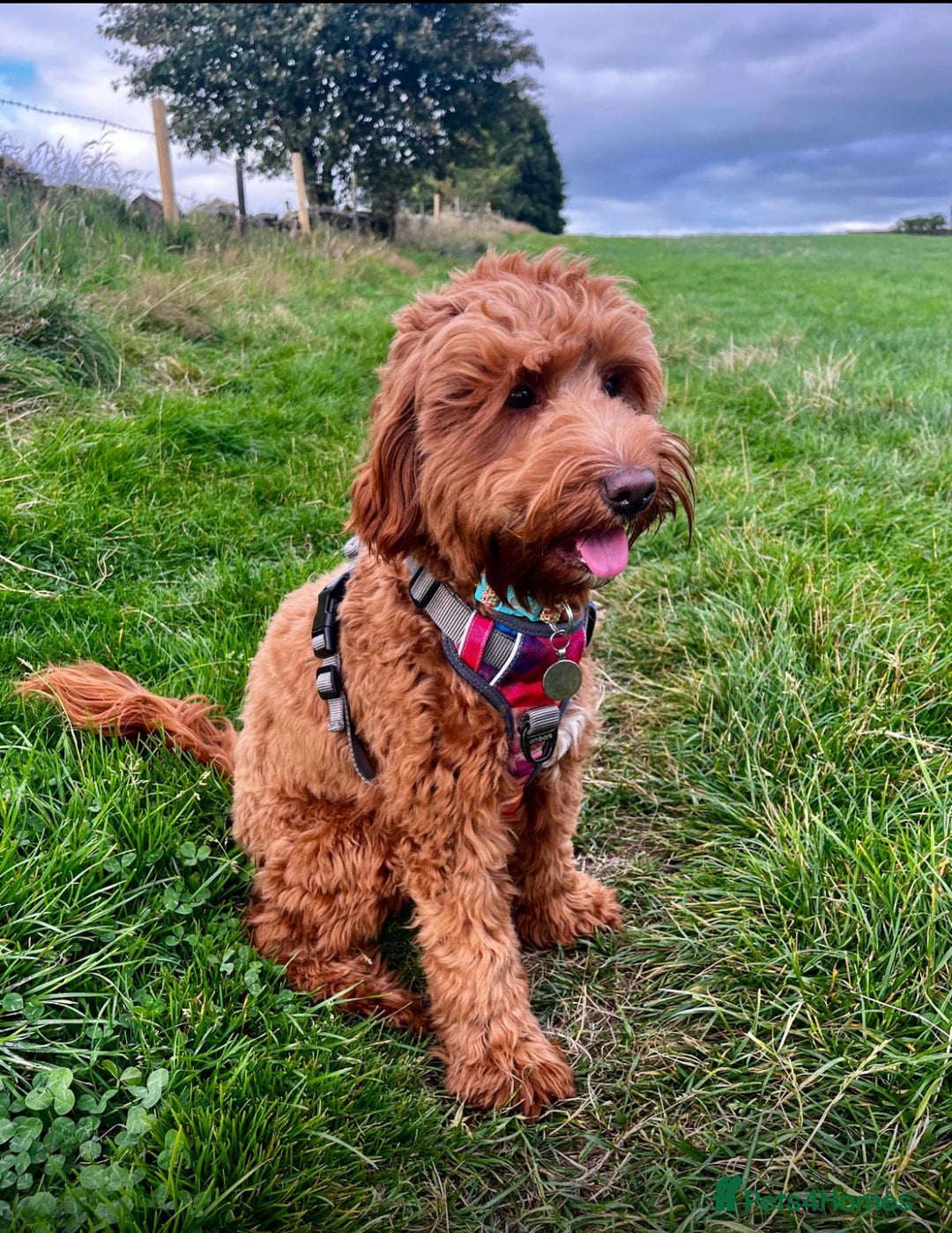 Mixed Breed dogs for sale: Mini Australian Golden Doodles  - Image 9