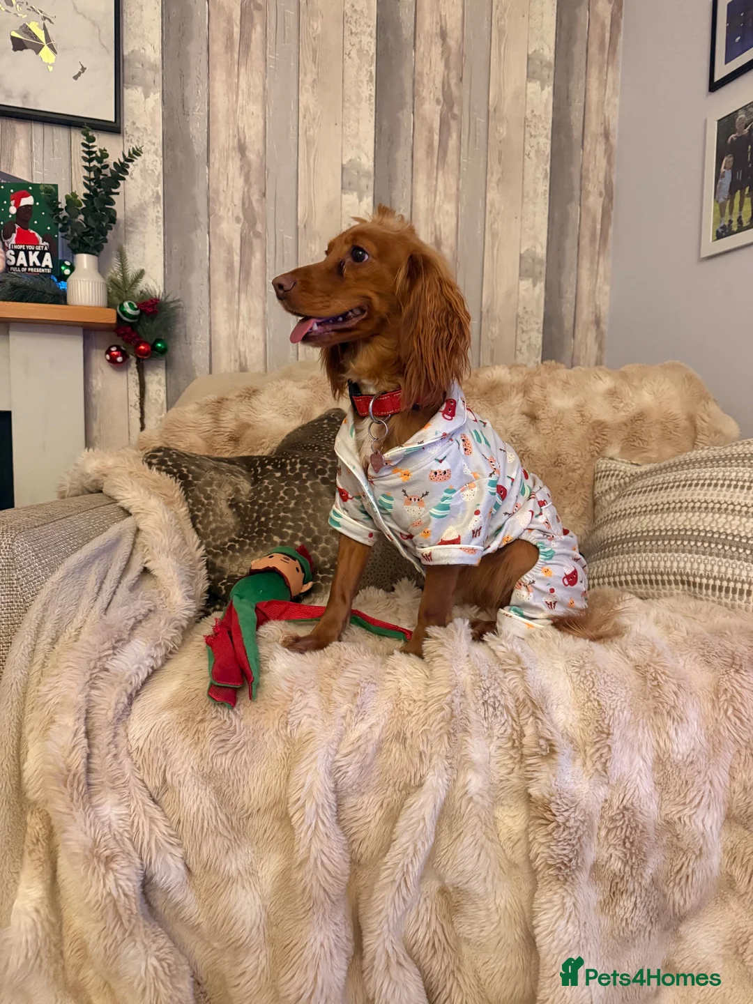 Cocker Spaniel dogs for sale: Beautiful Cocker Spaniel - Advert 4