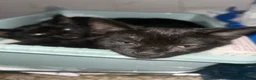 Mixed Breed cats for sale: Beautiful kittens  in Derby - Advert 4