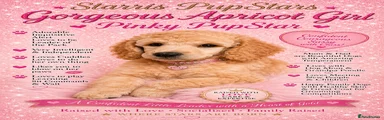 Standard Poodle 6
