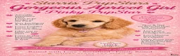 Standard Poodle dogs for sale: Starri’ PupStars   - standard poodle  - Advert 14