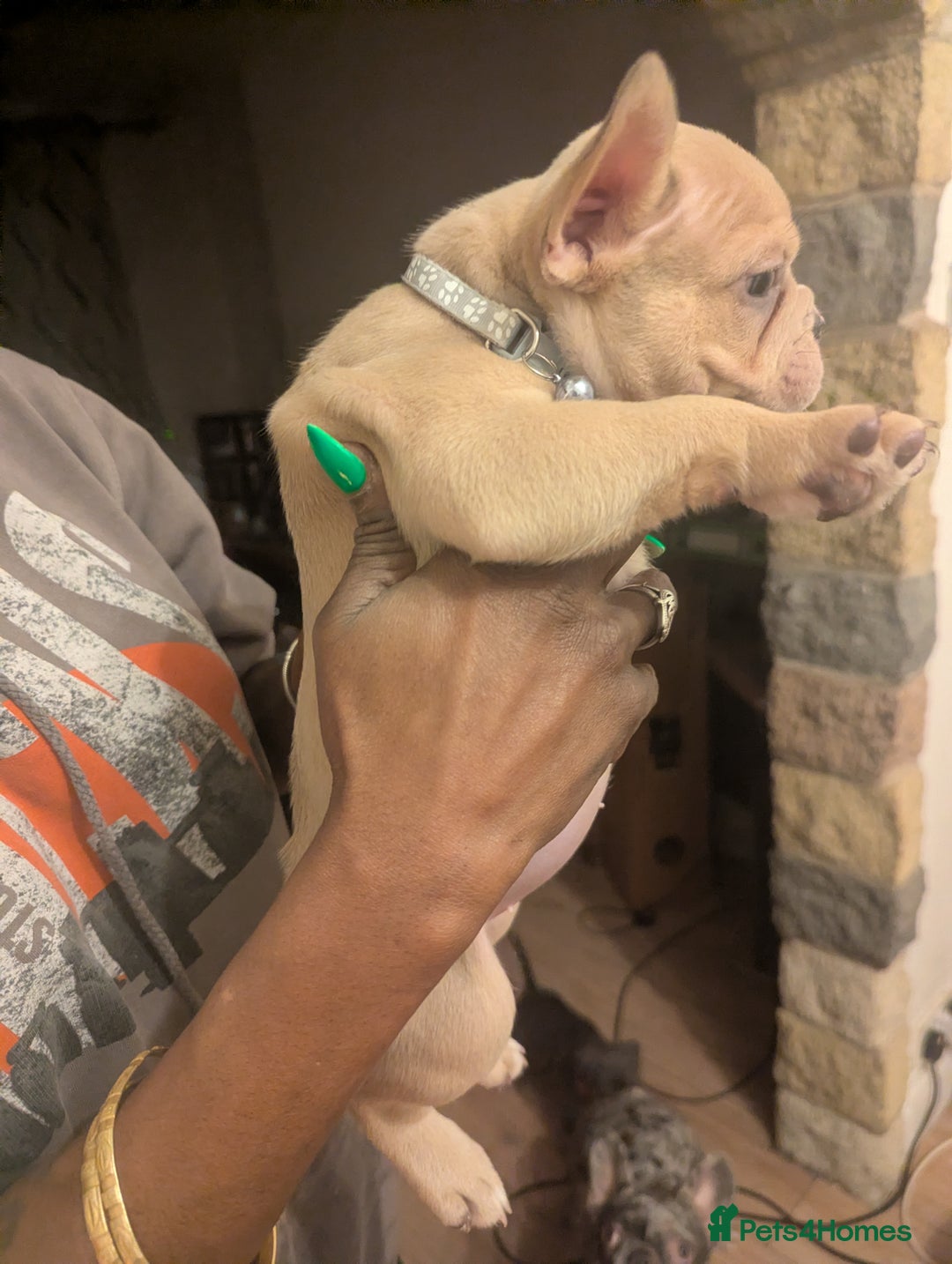 Mixed Breed dogs for sale: All cute and little tanks!  - Advert 3