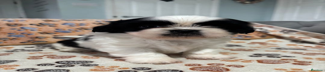 Shih Tzu Puppy 1