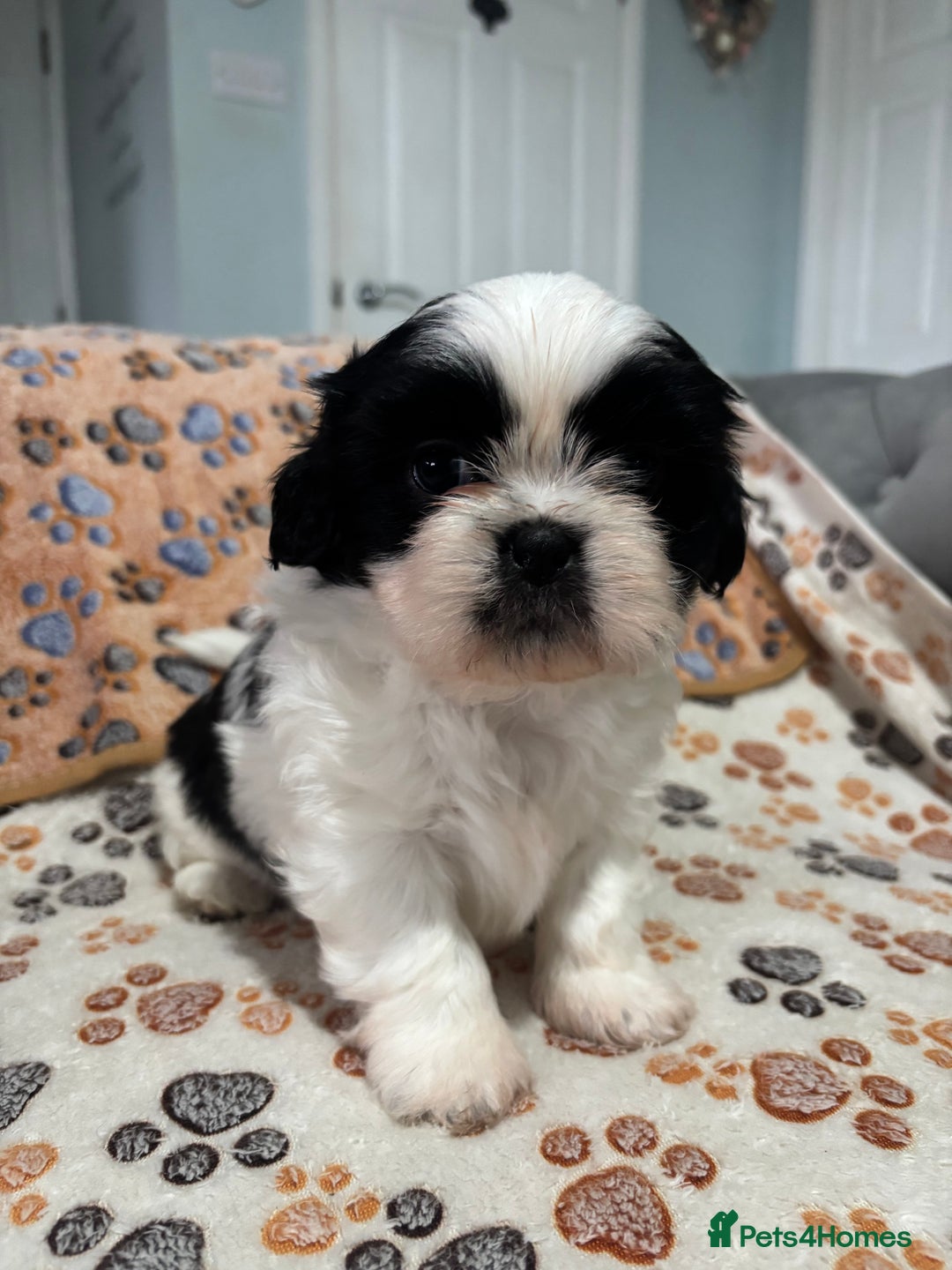 Shih Tzu dogs for sale: Shih tzu puppies - Image 5