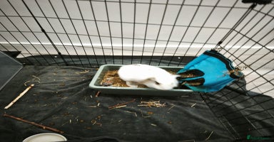 Mixed Breed rabbits - Advert 5