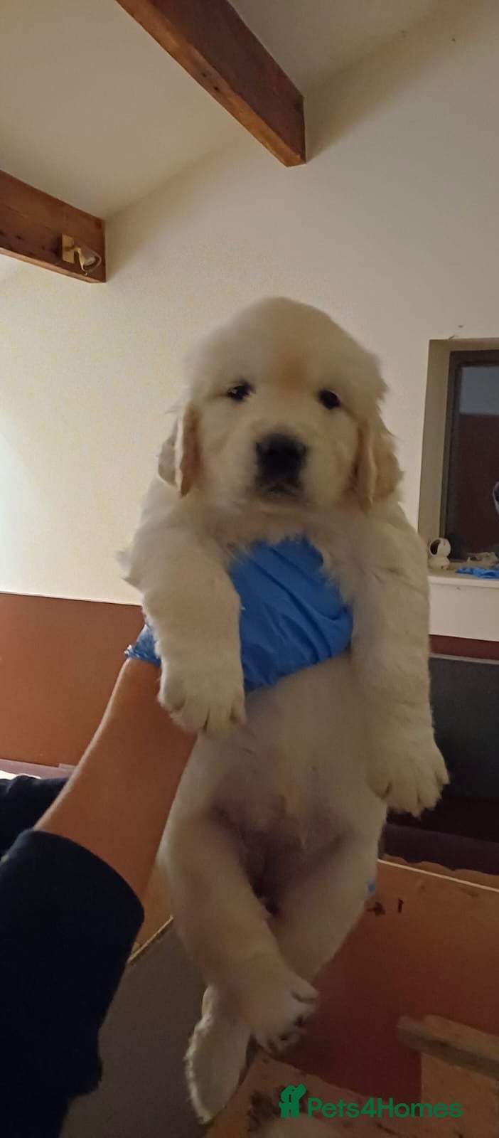 Golden Retriever dogs Superb Golden Retriever Kennel Club Registered  - Advert 2