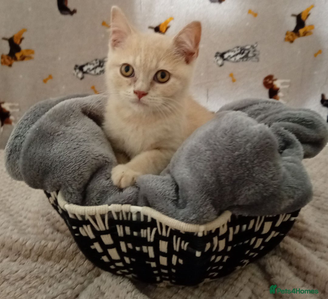 British Shorthair cats for sale: ⭐GCCF CHAMPION LINES BSH KITTENS  in Grimsby - Image 4