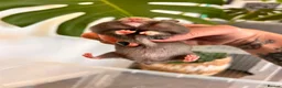 Hamster rodents for sale: Baby syrian hamsters  - Advert 21