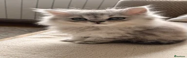 British Shorthair 1