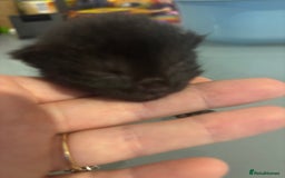British Shorthair cats for sale: X2 female British shorthaired cross kittens - Image 10